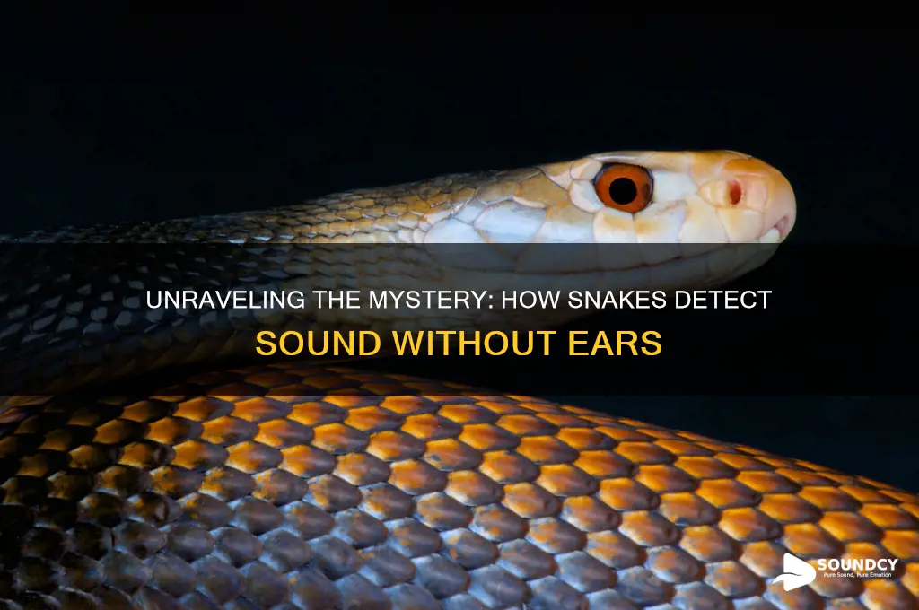 how do snakes detect sound
