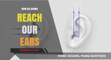 How Sound Waves Travel to Our Ears: The Science Explained