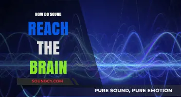 How Sound Waves Travel to the Brain: A Comprehensive Guide