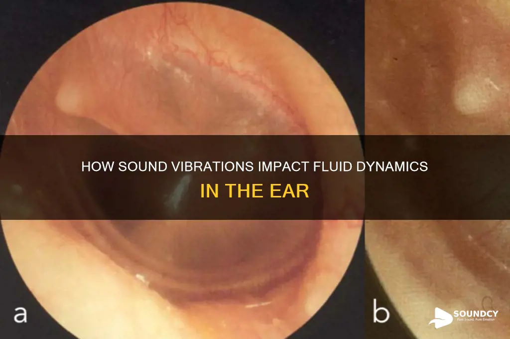 how do sounds vibrations affect fluid in the ear