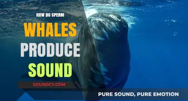 Unveiling the Mystery: How Sperm Whales Generate Powerful Sounds