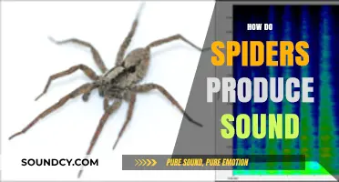 Unraveling the Mystery: How Spiders Create and Communicate with Sound