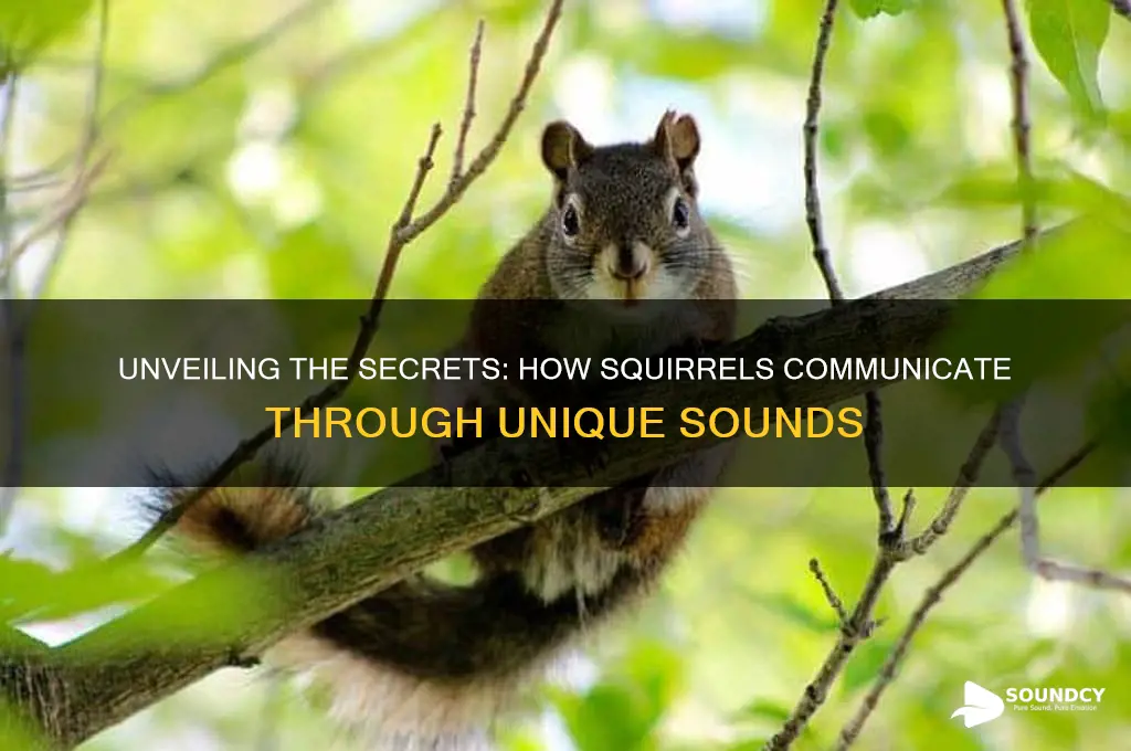 how do squirrels make sound
