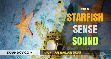How Starfish Detect Sound: Unveiling Their Unique Sensory Abilities