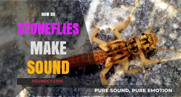 Unveiling the Buzz: How Stoneflies Produce Their Unique Sounds
