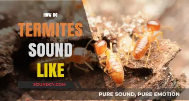 Unveiling the Mysterious Sounds of Termites: What Do They Sound Like?