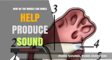 How Middle Ear Bones Amplify and Transmit Sound Waves