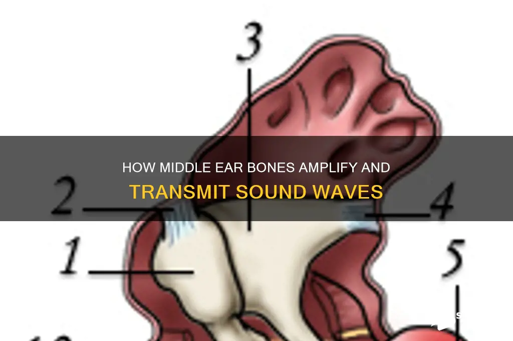 how do the middle ear bones help produce sound