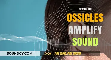 How Ossicles Amplify Sound: The Tiny Bones' Role in Hearing