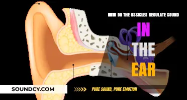 How Ossicles Amplify and Regulate Sound Waves in the Ear
