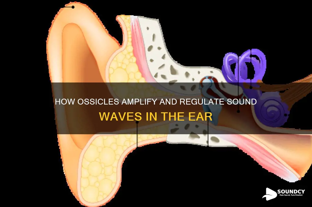 how do the ossicles regulate sound in the ear