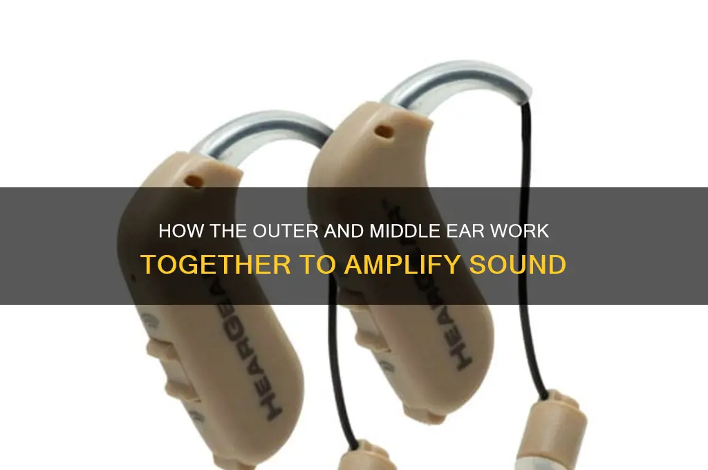 how do the outer and middle ear amplify sound