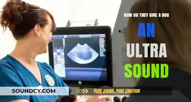 Understanding Canine Ultrasounds: A Step-by-Step Guide for Dog Owners