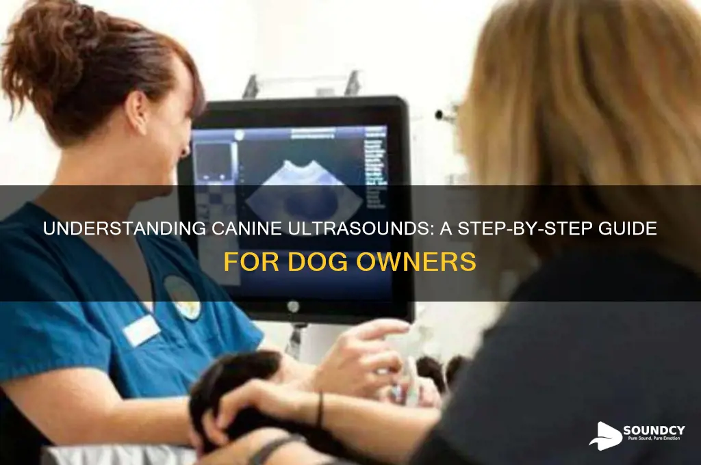 how do they give a dog an ultra sound