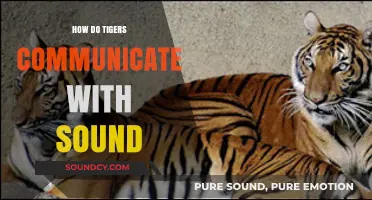 Roars, Growls, and Chuffs: Decoding Tiger Vocal Communication