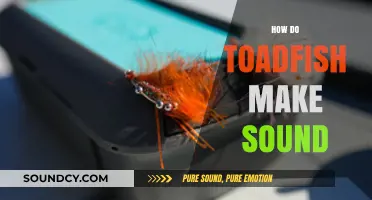Unveiling the Unique Croaking Mechanism of Toadfish Sound Production