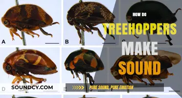 Unveiling the Buzz: How Treehoppers Produce Unique Sounds