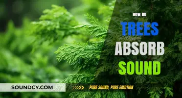 How Trees Naturally Absorb Sound: Enhancing Urban and Natural Acoustics