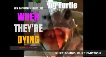 The Heartbreaking Sounds of Dying Turtles: What You Need to Know
