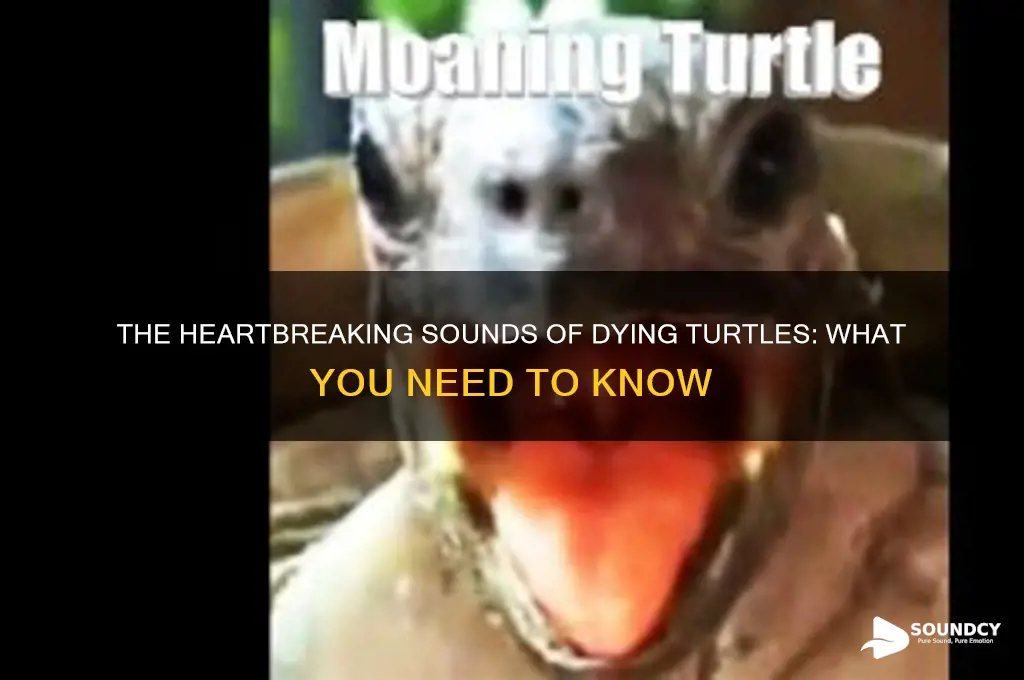 how do turtles sound like when they