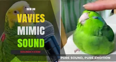 How Parrots Master Mimicry: The Science Behind Vocal Imitation