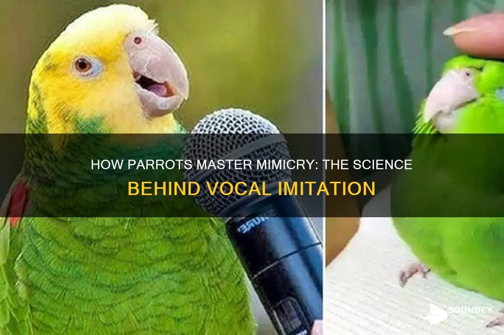 how do vavies mimic sound