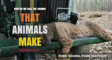Decoding Animal Sounds: Understanding the Unique Calls of Wildlife