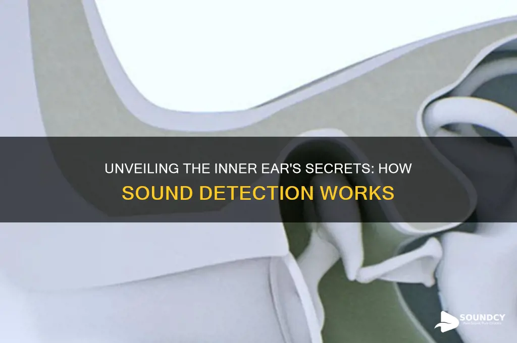 how do we detect sound in the inner ear