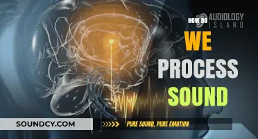 Unraveling the Mysteries of Sound Processing in the Human Brain