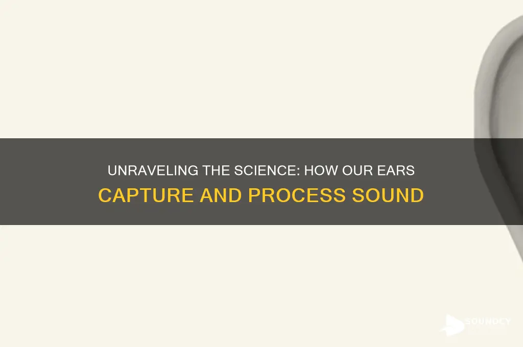 how do we receive sound