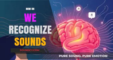 Unraveling the Science Behind How Our Brains Recognize Sounds