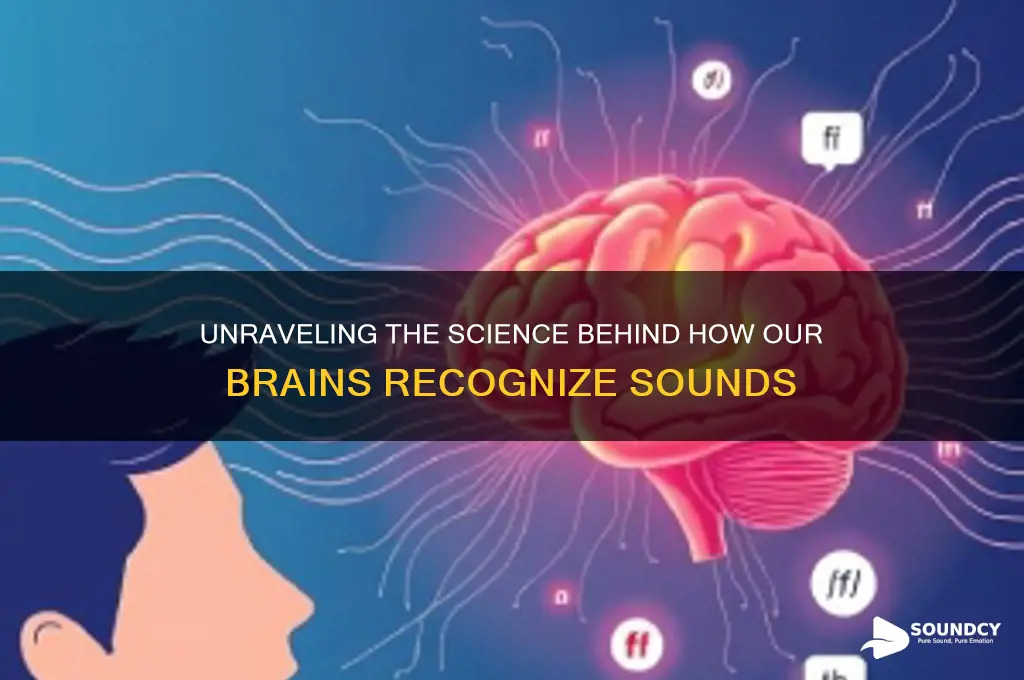 how do we recognize sounds