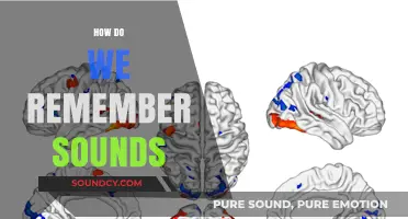 Unraveling the Mystery: How Our Brains Capture and Recall Sounds