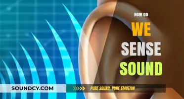 Unraveling the Mystery: How Our Ears Capture and Decode Sound Waves