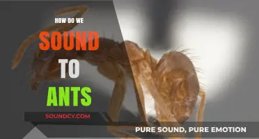 How Do Ants Perceive Our Sounds? Exploring Their Unique Auditory World