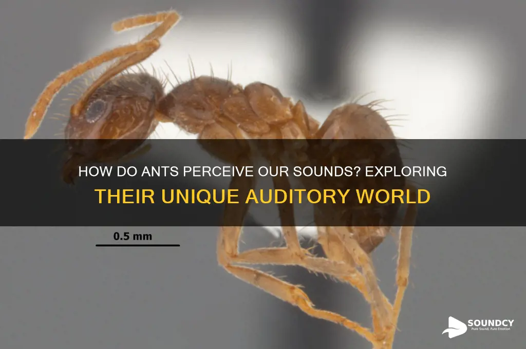 how do we sound to ants