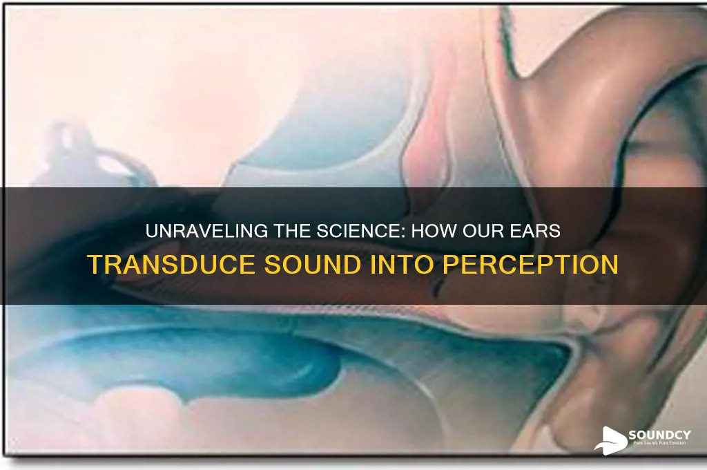 how do we transduce sound