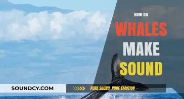 Unveiling the Mystery: How Whales Produce Their Unique Sounds