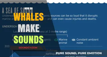 Unveiling the Mystery: How Whales Produce Their Unique Sounds