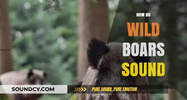 Unveiling the Unique Vocalizations of Wild Boars in Nature
