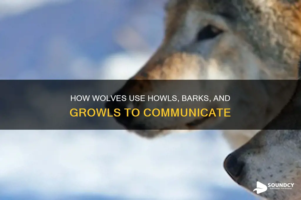 how do wolves communicate with sound