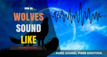 Unveiling the Haunting Howls: What Do Wolves Really Sound Like?