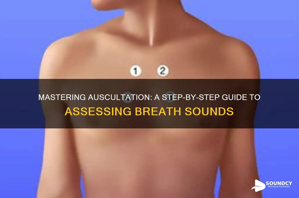 how do you auscultate breath sounds