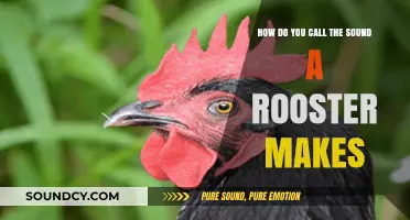 What's the Name for a Rooster's Morning Call Sound?