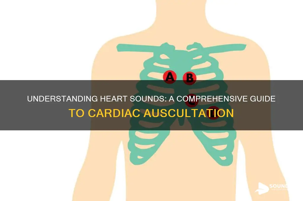 how do you describe heart sounds