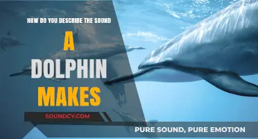 Decoding Dolphin Sounds: Understanding Their Unique Vocalizations and Communication