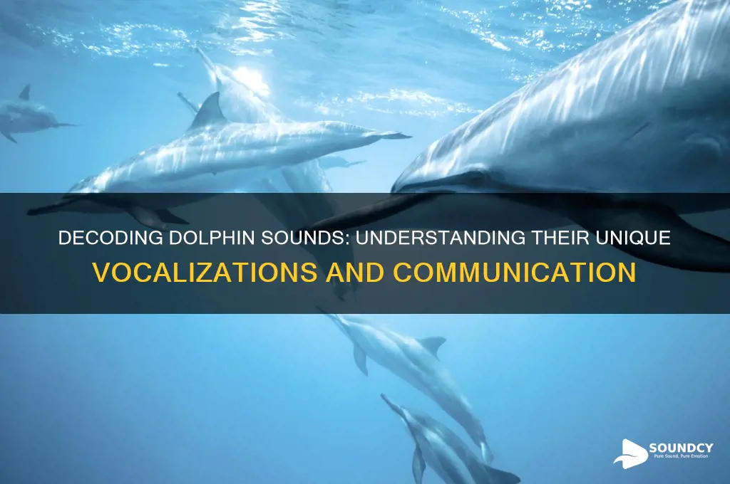 how do you describe the sound a dolphin makes