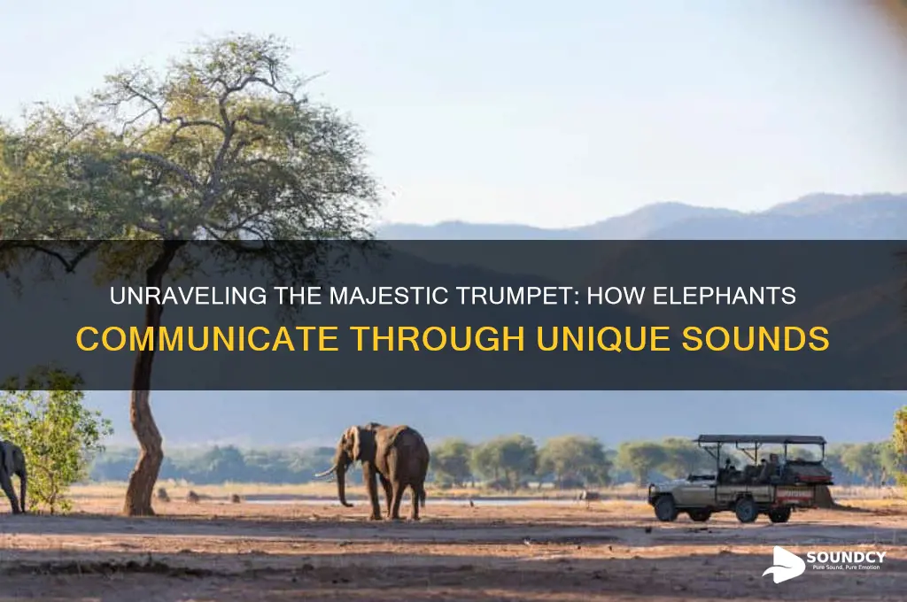 how do you describe the sound an elephant makes