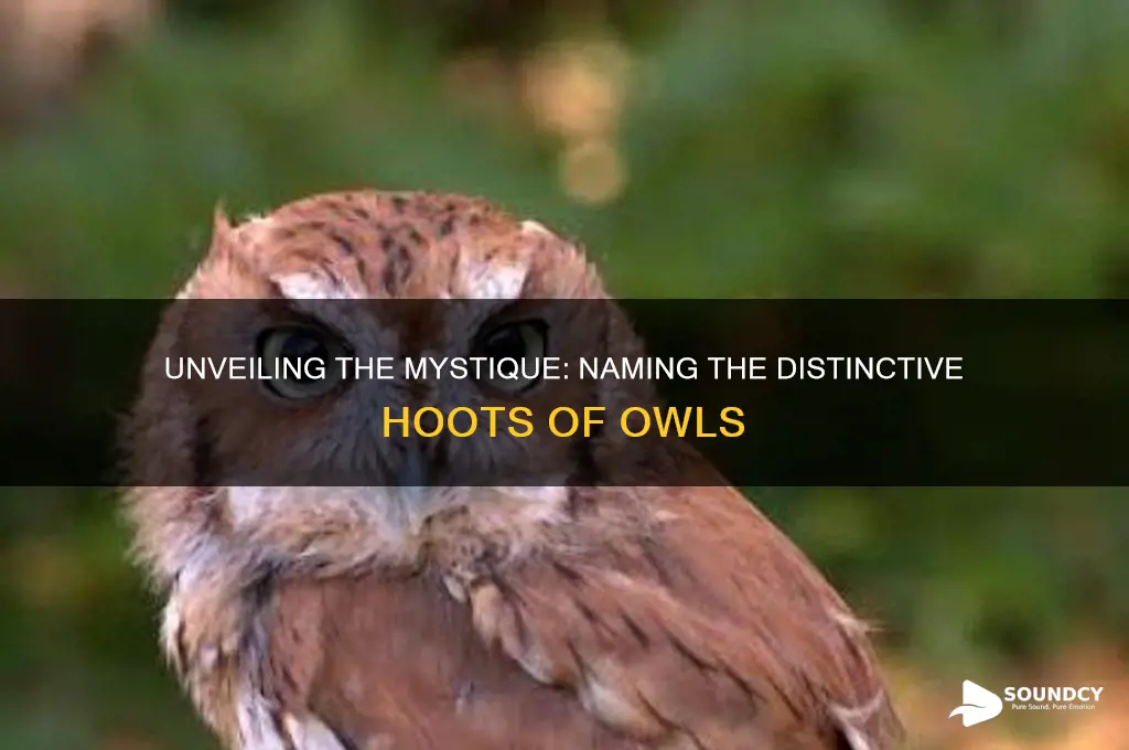 how do you name the sound of an owl