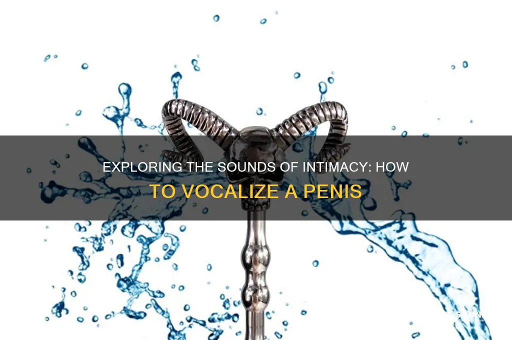 how do you sound a penis